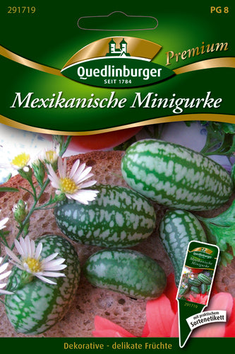 Quedlinburger Saatgut Mexikanische Minigurke PG 8 Premium, kletternd bis ca. 3 m