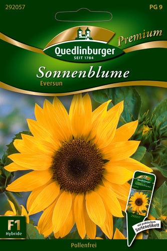 Quedlinburger Saatgut Sonnenblumen Eversun PG 9 Premium – goldgelbe Blüten, ca. 175 cm