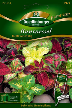 QUEDLINBURGER SAATGUT Buntnessel Bunte Mischung PG 9 Premium