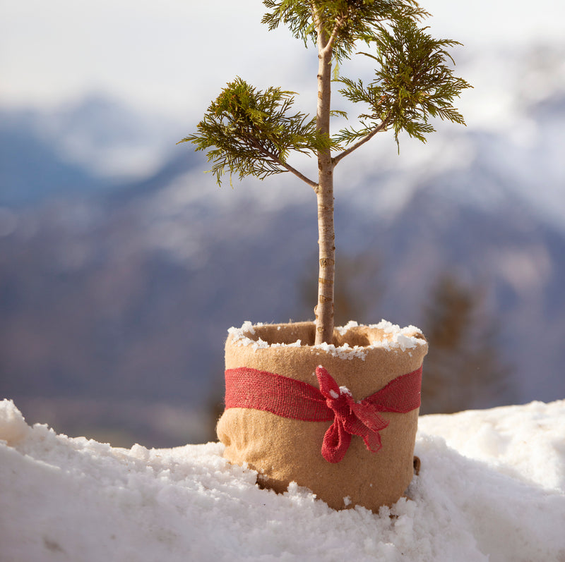 Windhager Winterschutz-Vliesmatte Natur aus Jute, 38 x 150 cm