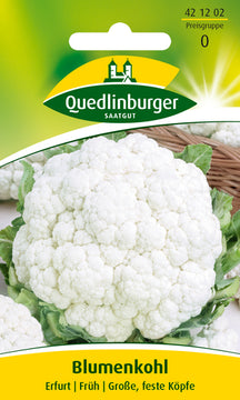 QUEDLINBURGER SAATGUT Erfurter Zwerg PG 0 Blumenkohl