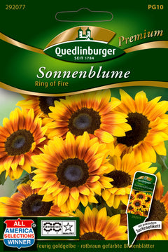 Quedlinburger Saatgut Sonnenblumen Ring of fire PG 10 Premium – zweifarbige Blüten, ca. 110 cm