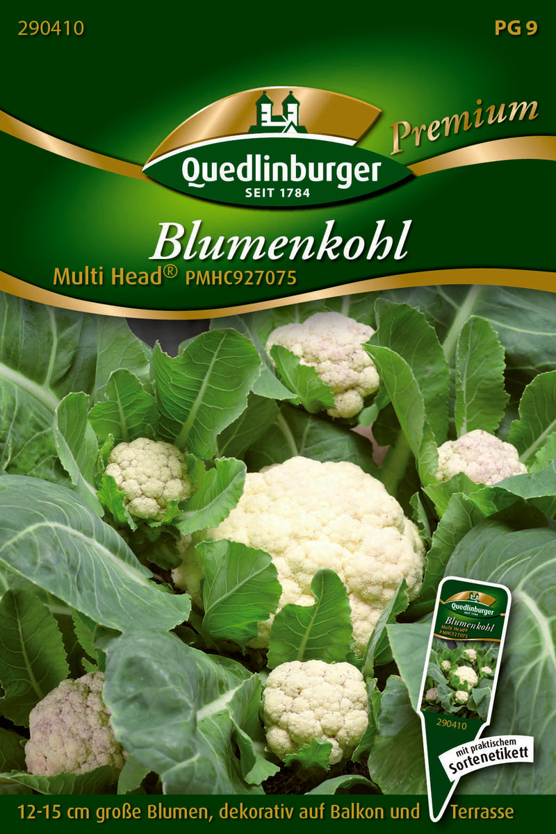 Quedlinburger Blumenkohl Multi Head Gemüsesamen, weiß – Wuchshöhe ca. 30 cm