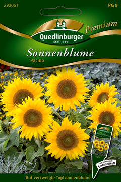 Quedlinburger Saatgut Sonnenblumen Pacino PG 9 Premium – gelb-grüne Blüten, ca. 40 cm
