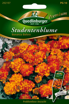 Quedlinburger Saatgut Studentenblumen Bonanza Bolero PG 10 Premium – goldgelb mit roten Spitzen