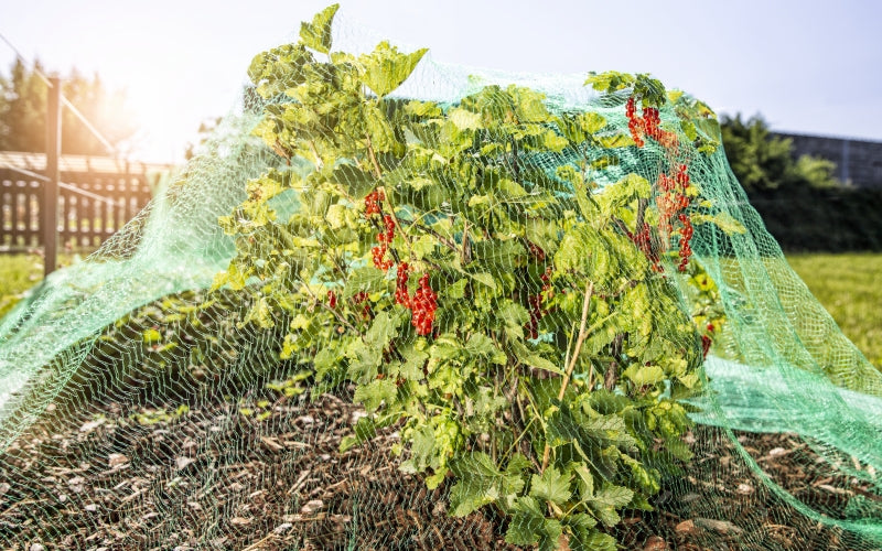 Windhager Vogelschutznetz Rational grün, engmaschiges Garten-Netz 10 x 4 m