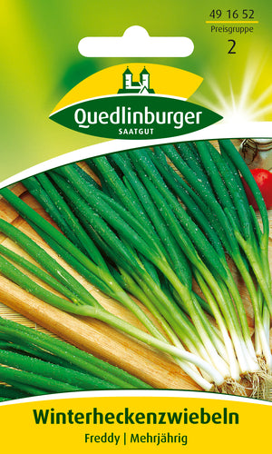 QUEDLINBURGER SAATGUT Winterhecken-Zwiebel Freddy, grünes Laub – Gemüsesamen