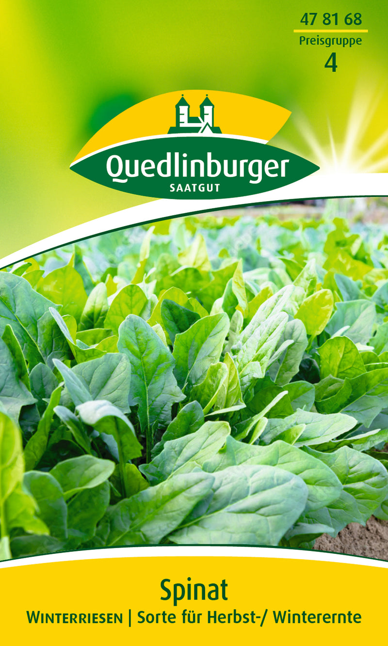 Quedlinburger Saatgut Spinat Winterriesen (PG 4 Basis)