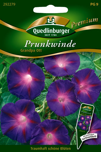 Quedlinburger Saatgut Prunkwinde Grandpa Ott PG 9 Premium, tief violette Trichterblüten