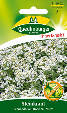QUEDLINBURGER SAATGUT PG 2 Steinkraut „Schneedecke“ weiß