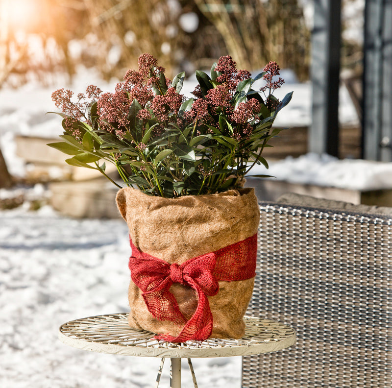 Windhager Winterschutz-Vliesmatte Natur aus Jute, 38 x 150 cm