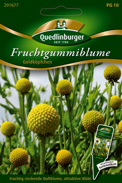 QUEDLINBURGER SAATGUT Fruchtgummiblume PG 10 Premium (gelb) Blumensamen