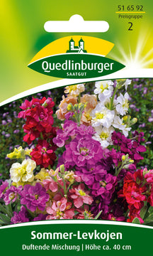Quedlinburger Saatgut Sommer-Levkojen Frühe hohe Mischung, Blumensamen