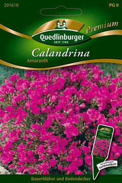 QUEDLINBURGER SAATGUT Calandrina Amaranth violett PG 9 Premium