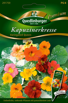 Quedlinburger Saatgut Kapuzinerkresse Variegated Queen PG 8 Premium, panaschiertes Laub