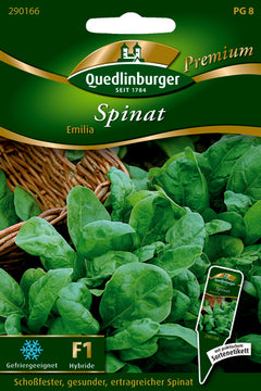Spinat Emilia PG 8 Premium von QUEDLINBURGER SAATGUT, F1