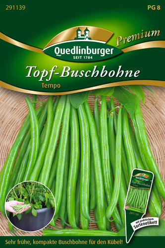 QUEDLINBURGER SAATGUT Topf-Buschbohne Tempo, mittelgrüne fadenlose Hülsen