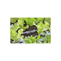 MDS VERBINDER 13MM(1/2") - 4,6MM(3/16")
