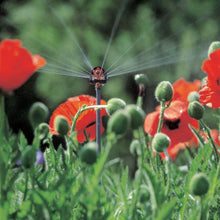 sechsflächen sprühdose