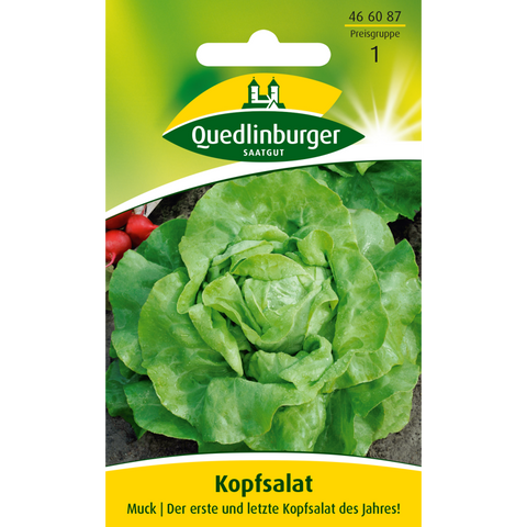 kopfsalat muck